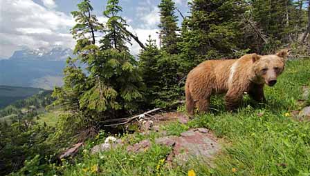 Arsenic contamination